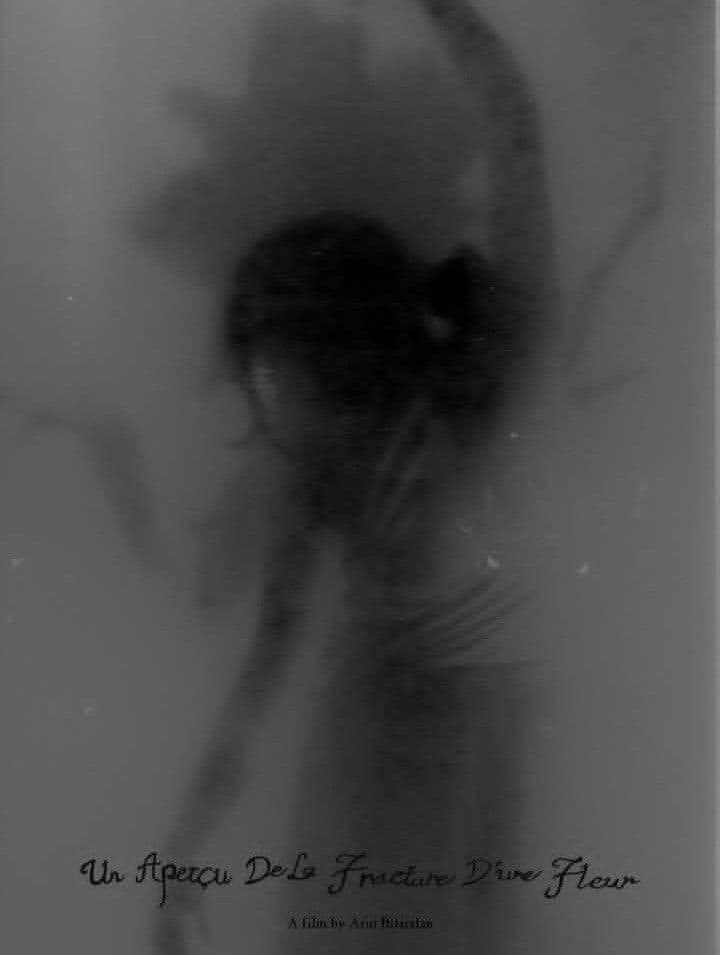 Un Aperçu De La Fracture D’une Fleur