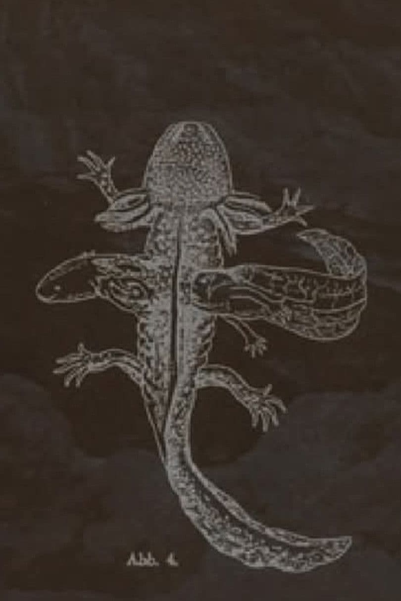 The Axolotl Stories-encounter