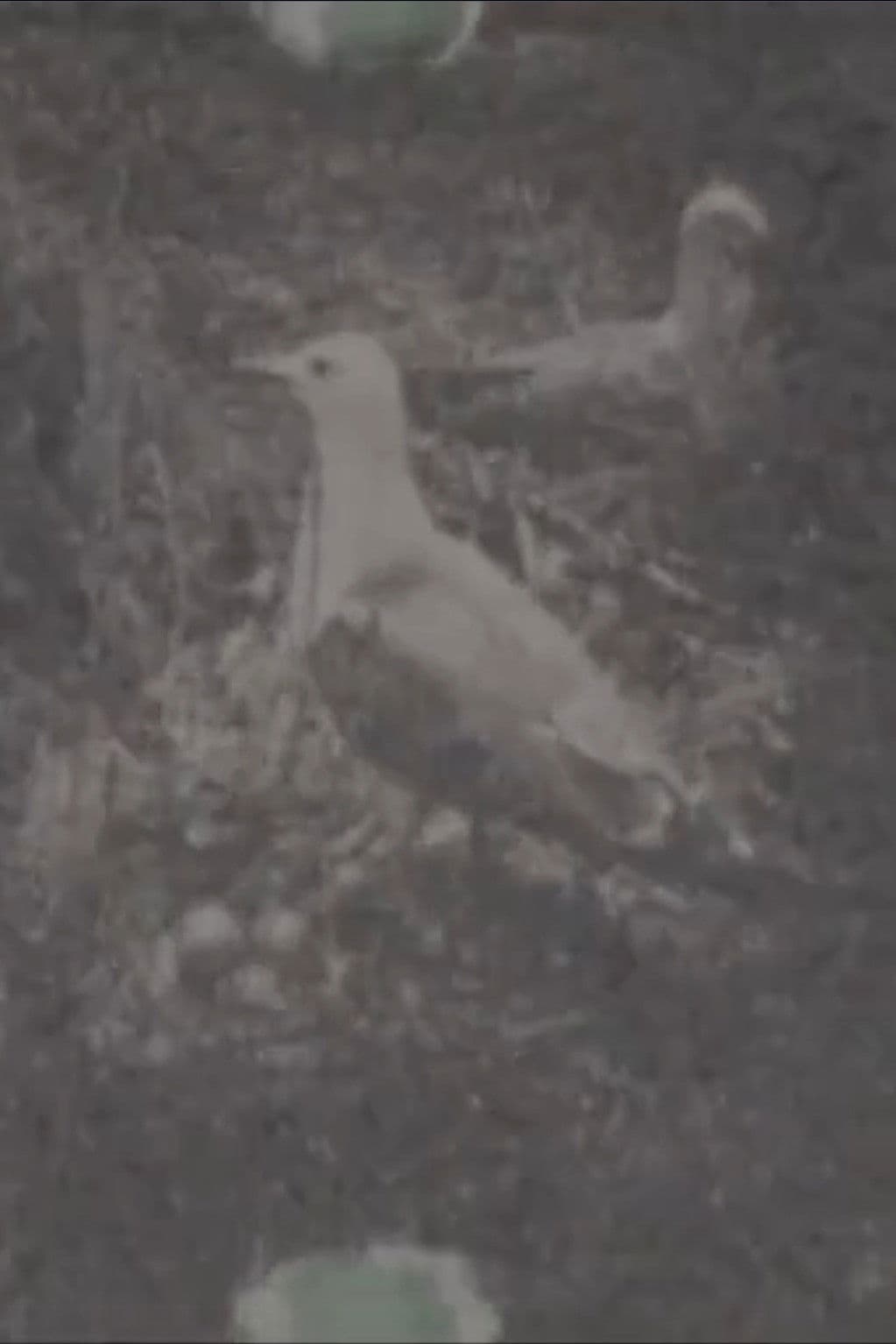 Paradise on a Deserted island, part 1