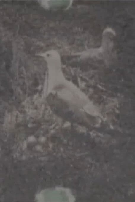 Paradise on a Deserted island, part 1